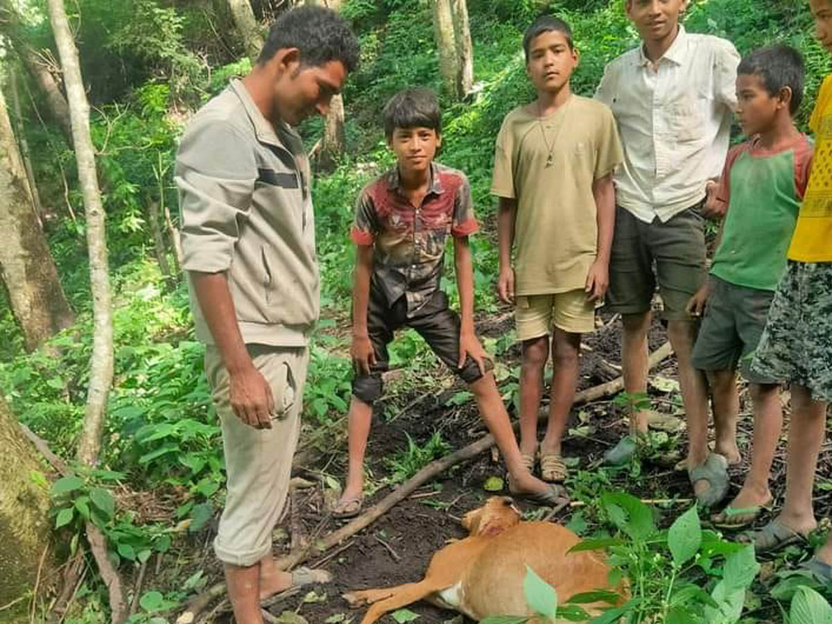 चितुवाले घरपालुवा पशु खान थालेपछि सिगासका किसान चिन्तित